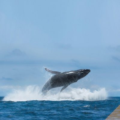 Avistamiento de Ballenas