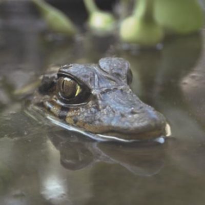 Caiman-Amazonas