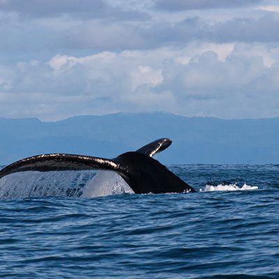 Ballena